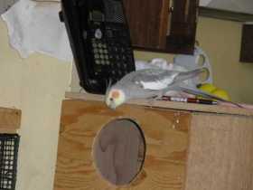 Lost Cockatiel