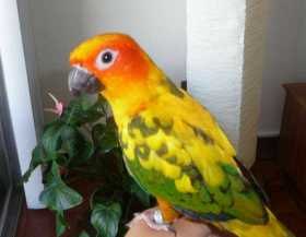 Lost Conure