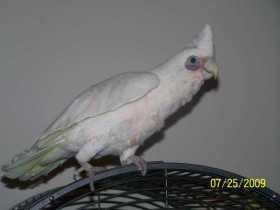 Lost Cockatoo