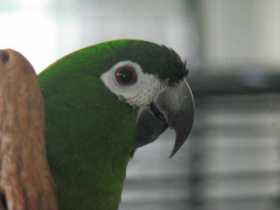 Lost Macaw