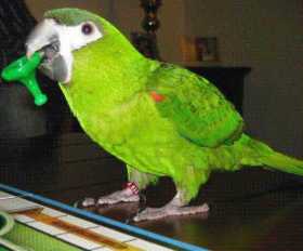 Lost Macaw