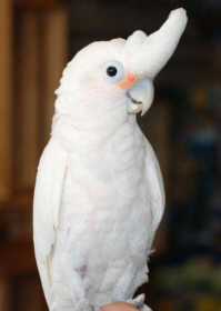 Lost Cockatoo