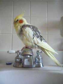 Lost Cockatiel