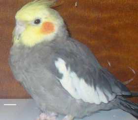 Lost Cockatiel