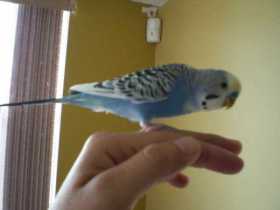 Lost Budgerigar