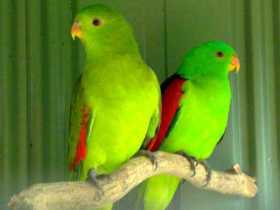Lost Crimson Winged Parakeet