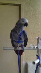 Lost African Grey