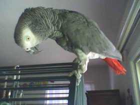 Lost African Grey