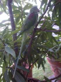 Lost Alexandrine