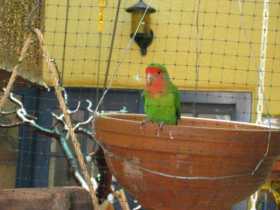 Lost Lovebird