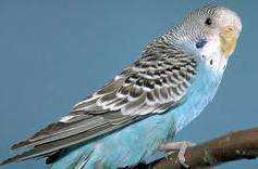 Lost Budgerigar