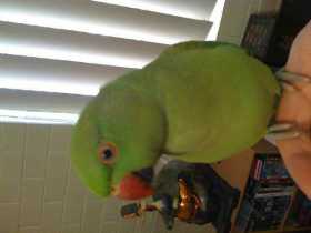 Lost Indian Ringneck Parakeet