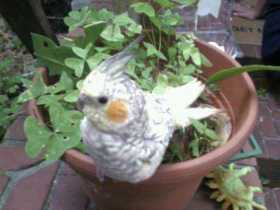 Lost Cockatiel