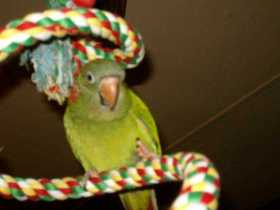 Lost Conure