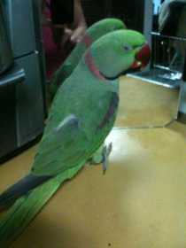 Lost Alexandrine