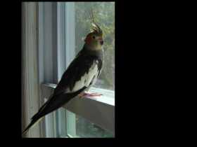 Lost Cockatiel