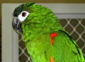 Lost Macaw