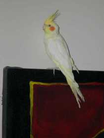 Lost Cockatiel