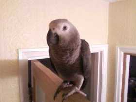 Lost African Grey