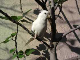 Lost Cockatiel