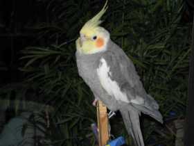 Lost Cockatiel