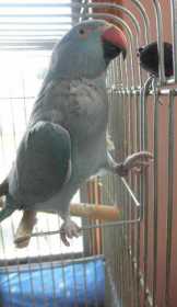 Lost Indian Ringneck Parakeet