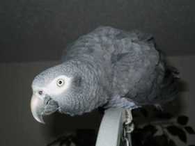 Lost African Grey