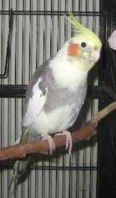 Lost Cockatiel