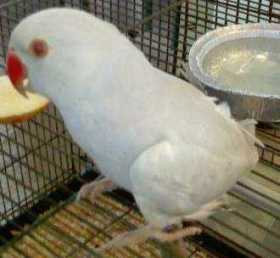Lost Indian Ringneck Parakeet