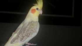 Lost Cockatiel