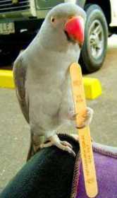 Lost Indian Ringneck Parakeet