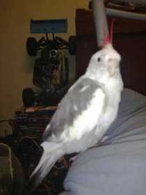 Lost Cockatiel