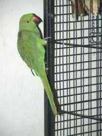 Lost Indian Ringneck Parakeet