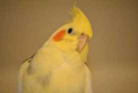 Lost Cockatiel