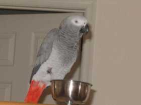 Lost African Grey