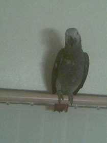 Lost African Grey