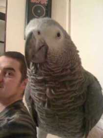Lost African Grey