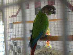 Lost Conure