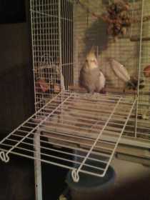 Lost Cockatiel