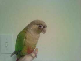 Lost Conure