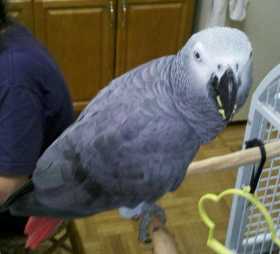 Lost African Grey