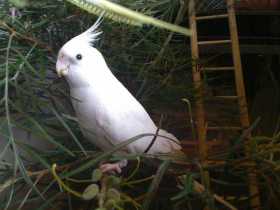 Lost Cockatiel