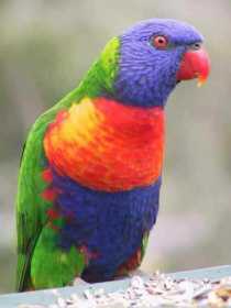 Lost Lory / Lorikeet