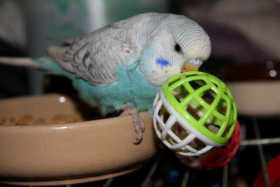 Lost Budgerigar