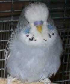 Lost Parakeet