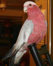 Lost Galah Cockatoo