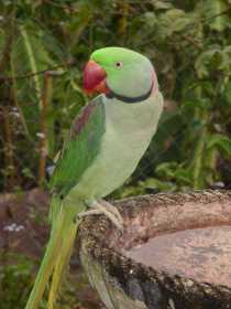 Lost Alexandrine