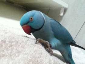Lost Indian Ringneck Parakeet