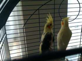 Lost Cockatiel
