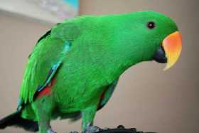 Lost Eclectus